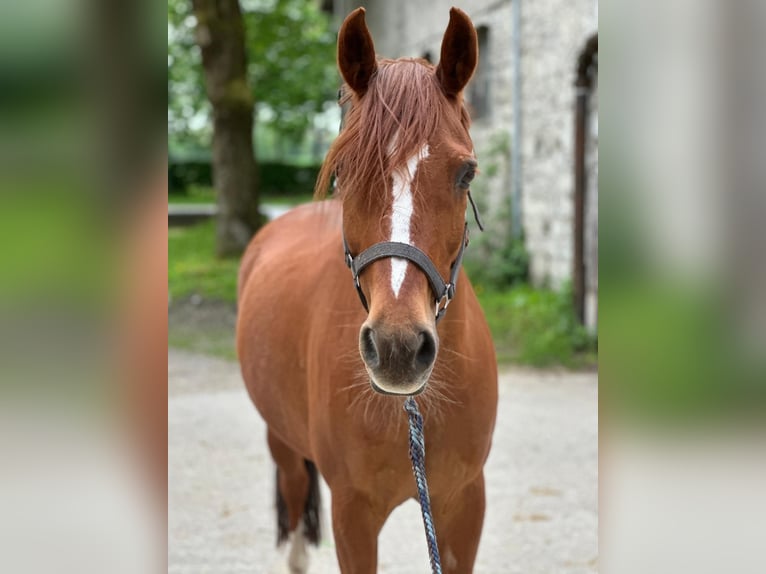 Galés-D Mestizo Caballo castrado 16 años 150 cm Alazán in Paderborn