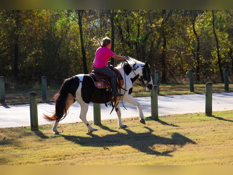 Galés-D Caballo castrado 17 años 137 cm Pío in Forney
