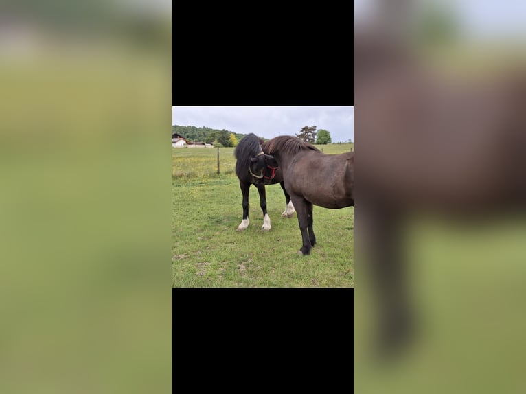 Galés-D Caballo castrado 17 años 155 cm Negro in Freisen