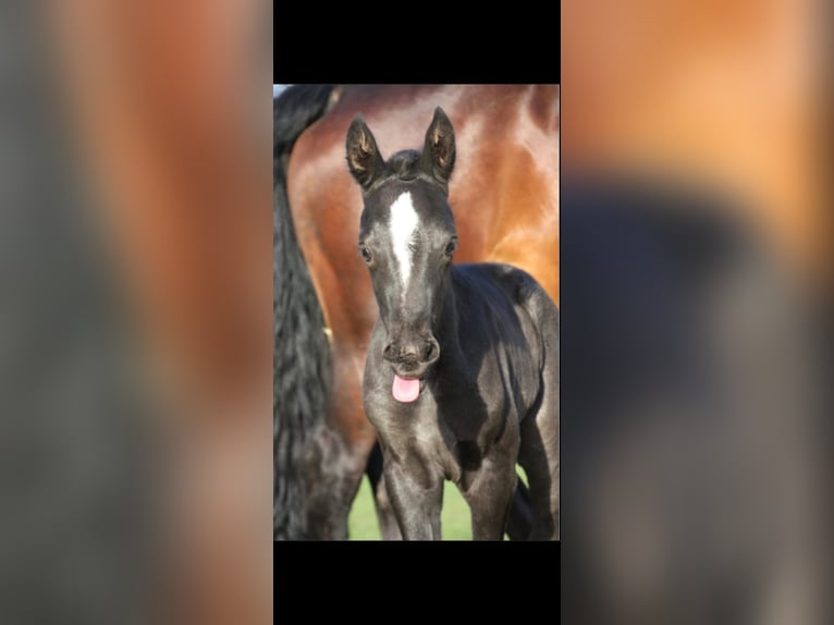 Galés-D Caballo castrado 17 años 155 cm Negro in Freisen