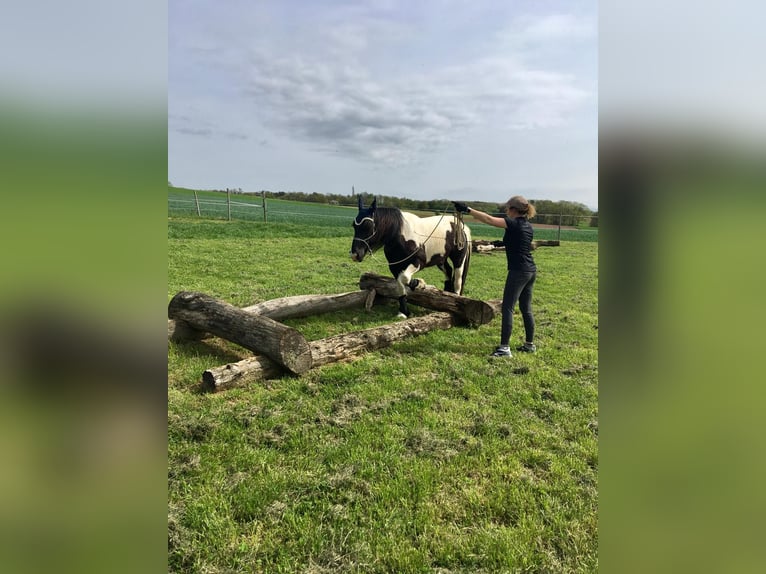 Galés-D Mestizo Caballo castrado 18 años 143 cm Pío in Monsheim