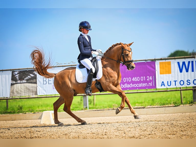 Galés-D Caballo castrado 18 años 148 cm Alazán in Nootdorp