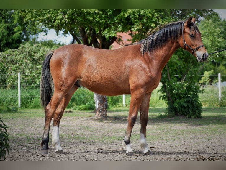 Galés-D Caballo castrado 1 año 140 cm Castaño rojizo in Lubiszyn