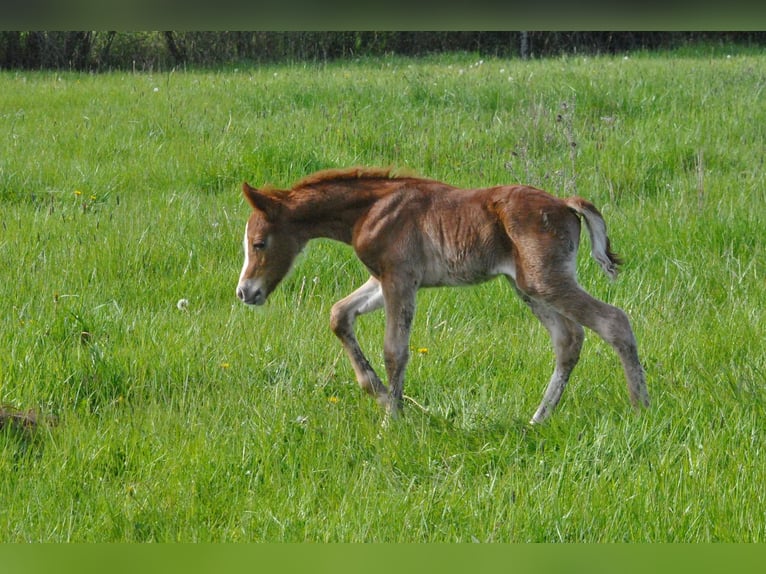 Galés-D Caballo castrado 1 año 145 cm Alazán in Ménil-la-Tour