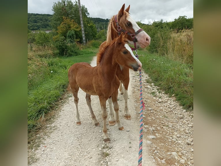 Galés-D Caballo castrado 1 año 145 cm Alazán in Ménil-la-Tour