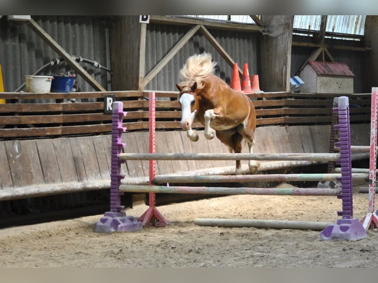 Galés-D Caballo castrado 1 año 145 cm Alazán in Ménil-la-Tour