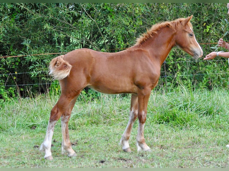 Galés-D Caballo castrado 1 año 145 cm Alazán in Ménil-la-Tour