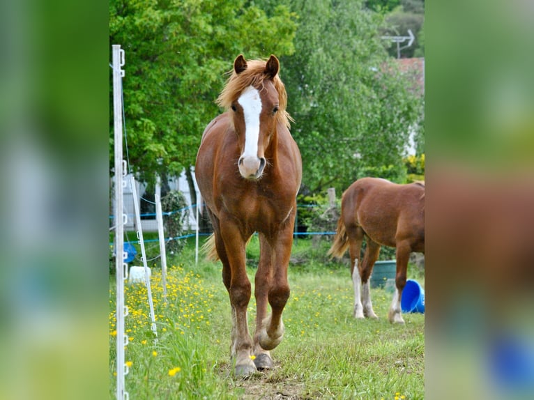 Galés-D Caballo castrado 1 año 145 cm Alazán in Ménil-la-Tour