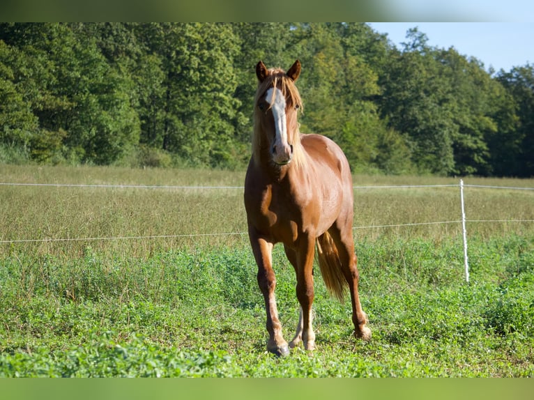 Galés-D Caballo castrado 1 año 145 cm Alazán in Ménil-la-Tour