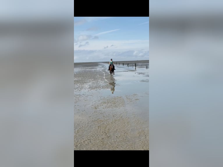 Galés-D Caballo castrado 21 años 155 cm Castaño in Sahlenburg