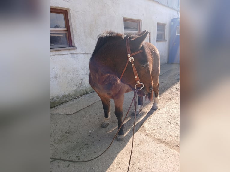 Galés-D Mestizo Caballo castrado 22 años 150 cm in Waging am See