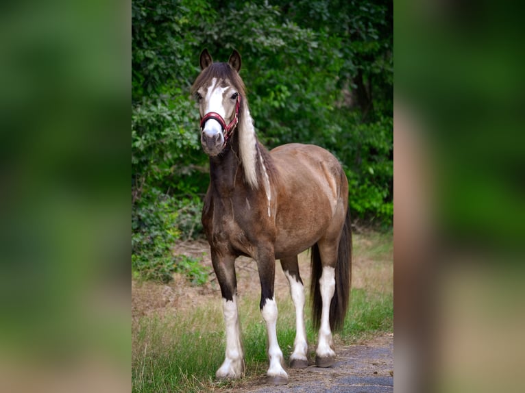 Galés-D Mestizo Caballo castrado 2 años 130 cm Pío in Hemsloh