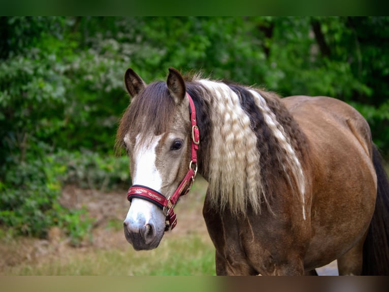 Galés-D Mestizo Caballo castrado 2 años 130 cm Pío in Hemsloh