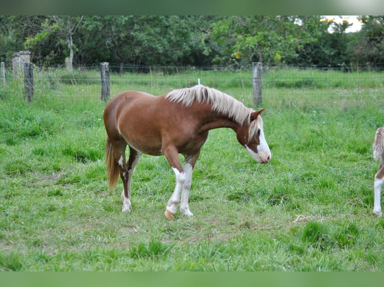 Galés-D Caballo castrado 2 años 145 cm Alazán in Ménil-la-Tour