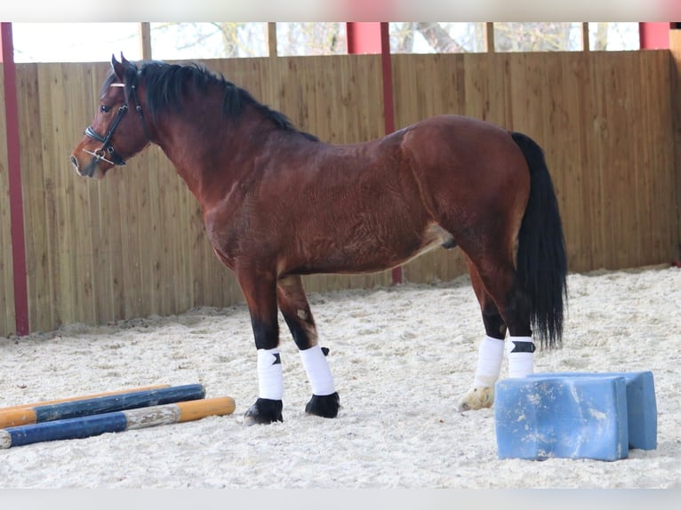 Galés-D Caballo castrado 2 años 145 cm Alazán in Ménil-la-Tour