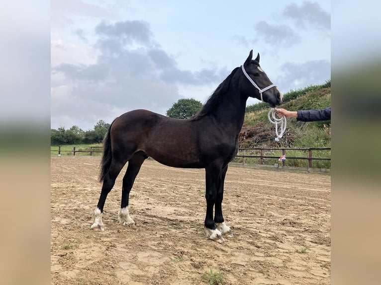 Galés-D Caballo castrado 2 años 152 cm Castaño oscuro in Ceredigion