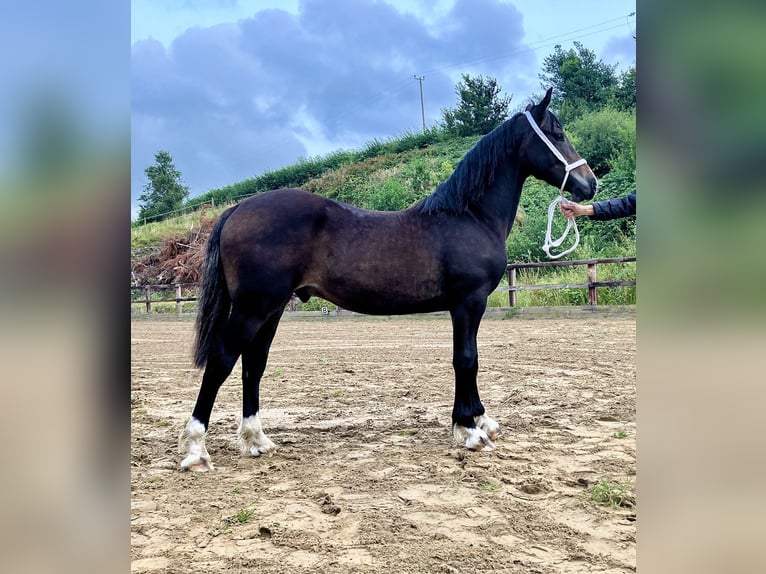 Galés-D Caballo castrado 2 años 152 cm Castaño oscuro in Ceredigion