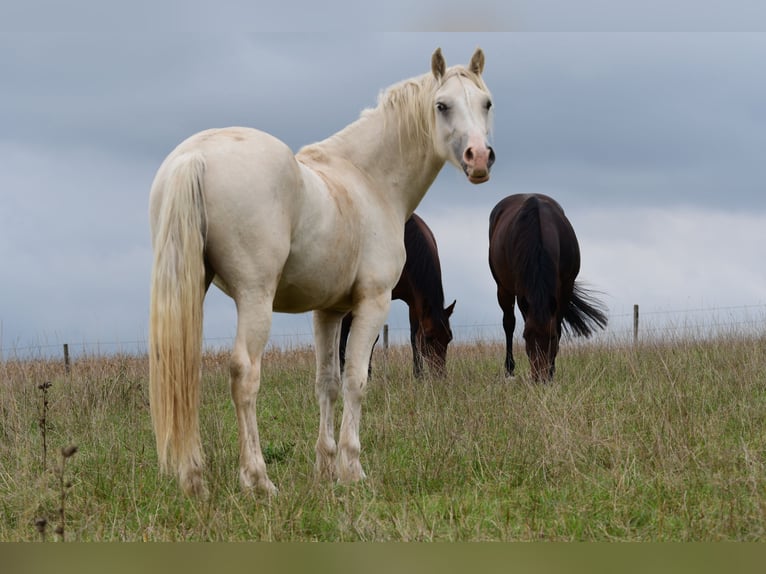 Galés-D Caballo castrado 2 años Palomino in Langenselbold