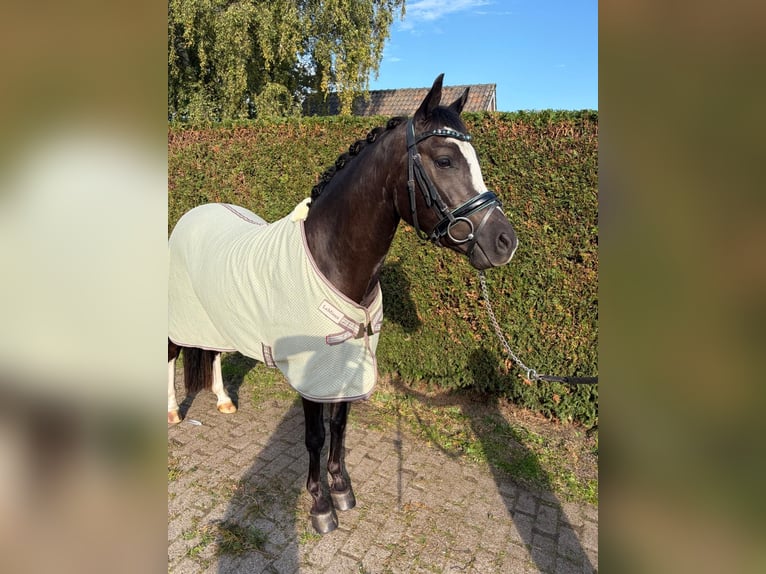 Galés-D Caballo castrado 3 años 141 cm Morcillo in Vlijmen