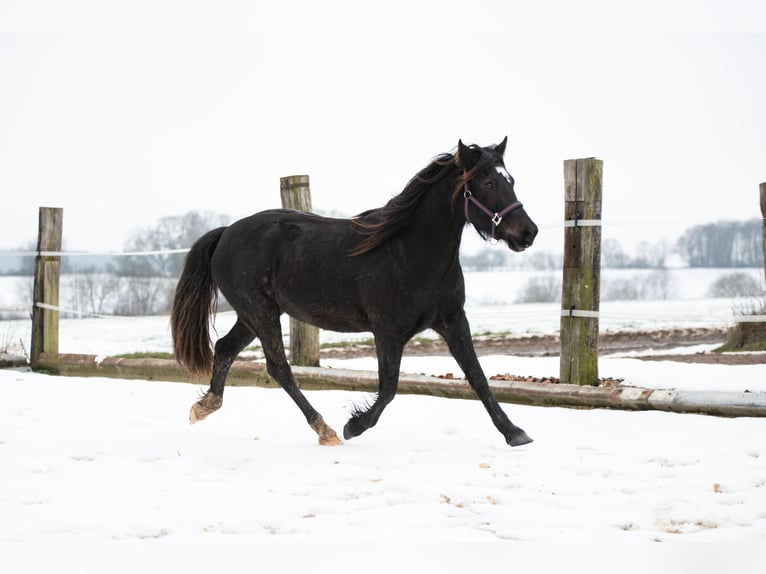 Galés-D Caballo castrado 3 años 143 cm Castaño oscuro in Laubach