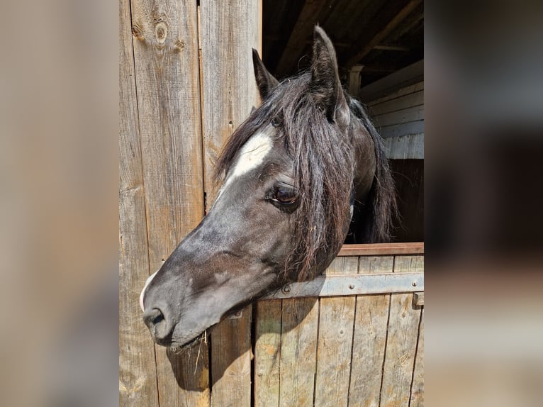 Galés-D Caballo castrado 3 años 145 cm Negro in Neumünster