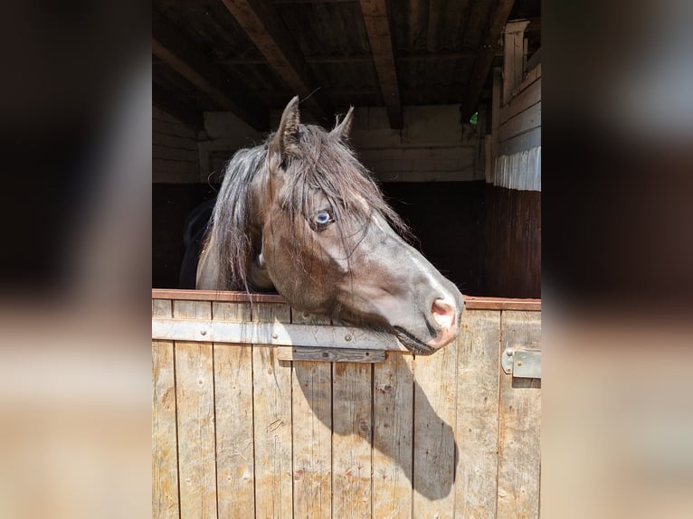 Galés-D Caballo castrado 3 años 145 cm Negro in Neumünster