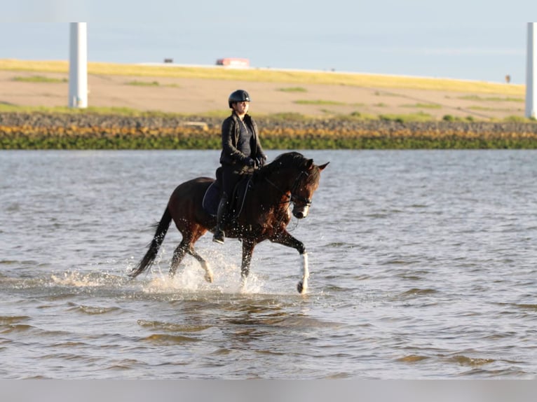 Galés-D Caballo castrado 3 años 146 cm Castaño in Hellevoetsluis