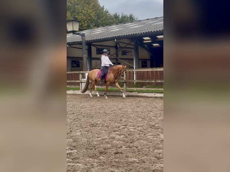 Galés-D Caballo castrado 3 años 147 cm Alazán in Heemskerk