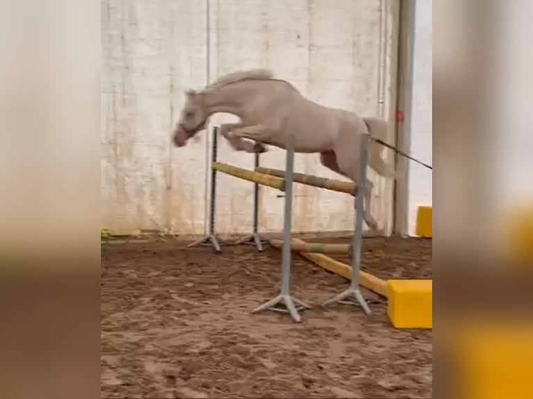 Galés-D Caballo castrado 4 años 140 cm Cremello in Stęszew