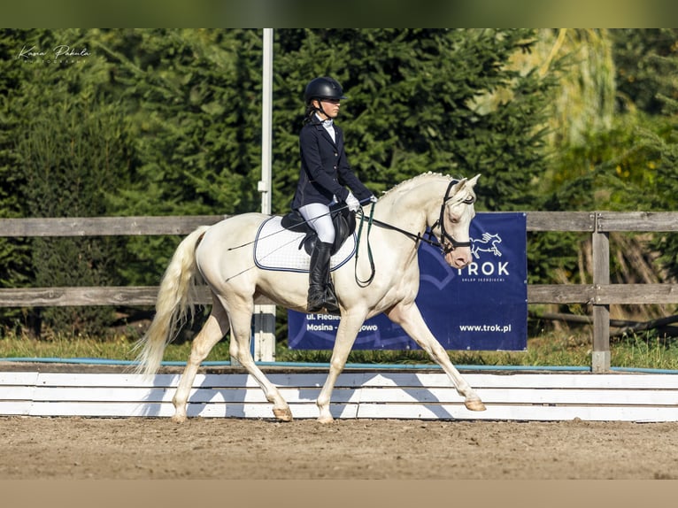 Galés-D Caballo castrado 4 años 140 cm Cremello in Stęszew