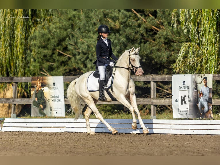 Galés-D Caballo castrado 4 años 140 cm Cremello in Stęszew