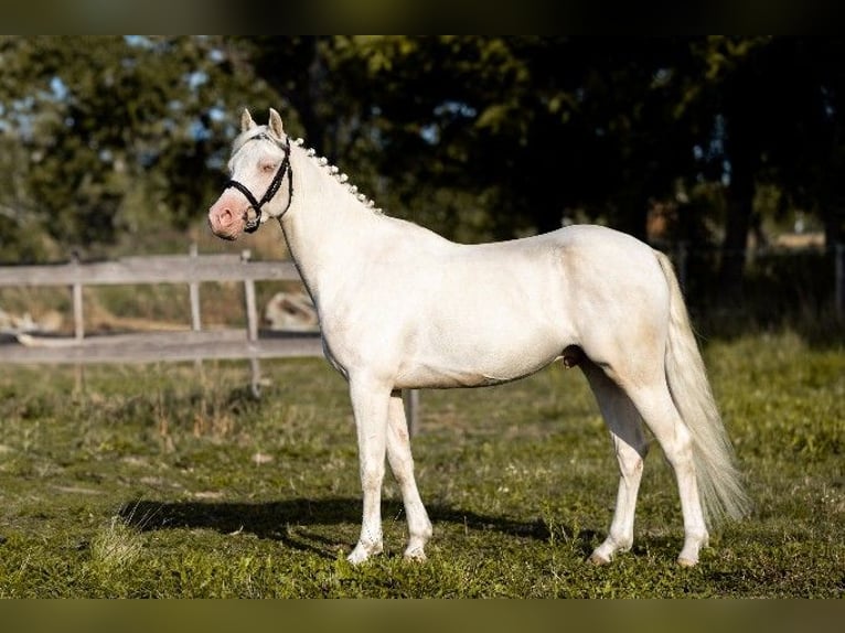 Galés-D Caballo castrado 4 años 140 cm Cremello in Stęszew