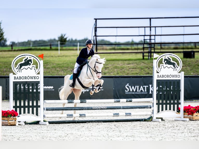 Galés-D Caballo castrado 4 años 140 cm Cremello in Stęszew