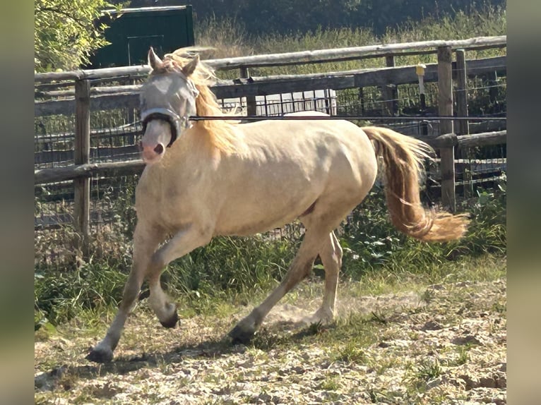 Galés-D Caballo castrado 4 años 142 cm Cremello in Butzbach