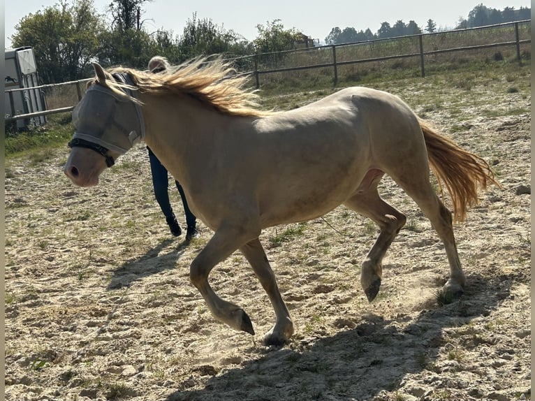 Galés-D Caballo castrado 4 años 142 cm Cremello in Butzbach