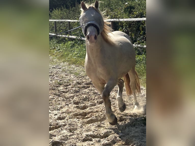 Galés-D Caballo castrado 4 años 142 cm Cremello in Butzbach