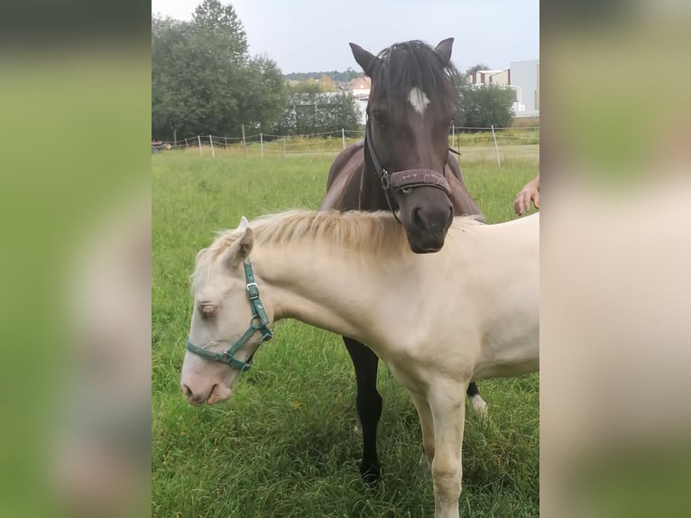 Galés-D Caballo castrado 4 años 142 cm Cremello in Butzbach