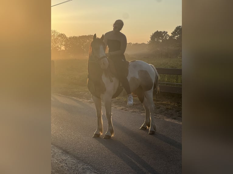 Galés-D Mestizo Caballo castrado 4 años 145 cm Pío in Badbergen