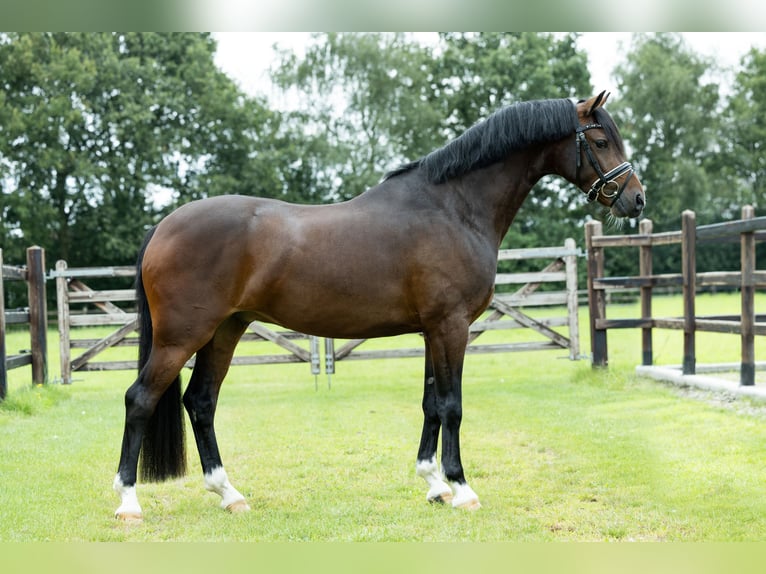 Galés-D Caballo castrado 4 años 146 cm Castaño in Veghel