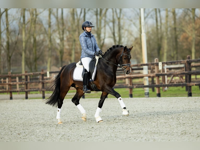 Galés-D Caballo castrado 4 años 146 cm Castaño in Veghel