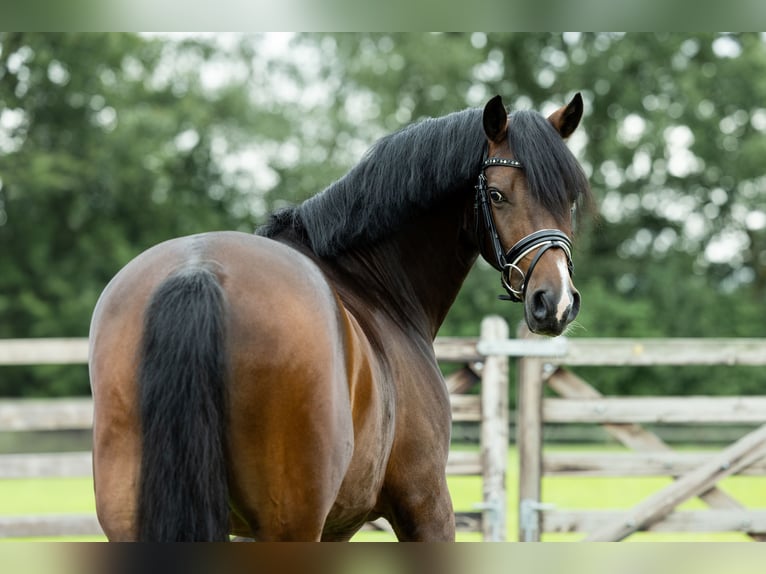 Galés-D Caballo castrado 4 años 146 cm Castaño in Veghel