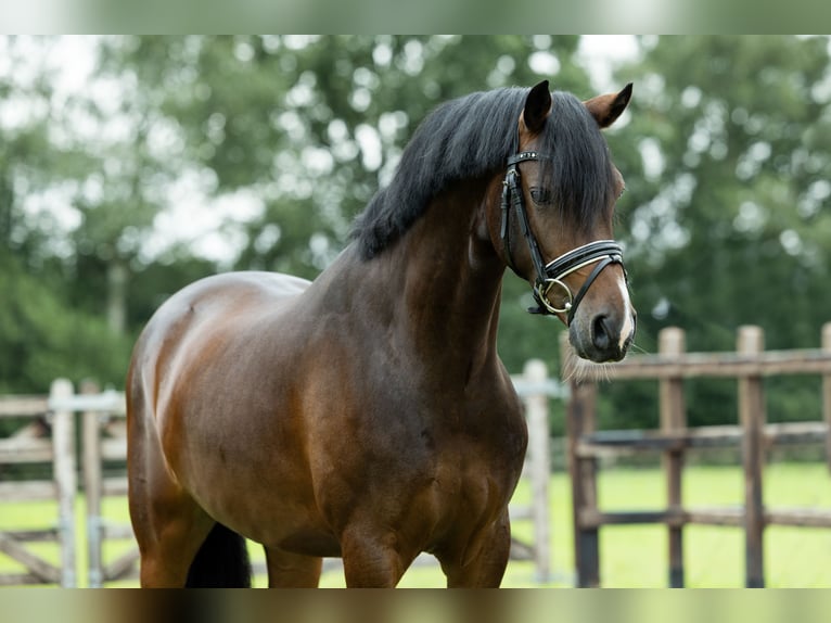 Galés-D Caballo castrado 4 años 146 cm Castaño in Veghel