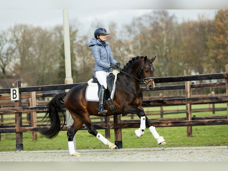 Galés-D Caballo castrado 4 años 146 cm Castaño in Veghel