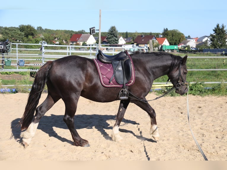 Galés-D Caballo castrado 4 años 146 cm Negro in Löwenberger Land