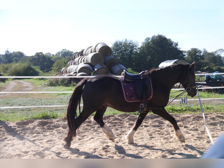Galés-D Caballo castrado 4 años 146 cm Negro in Löwenberger Land