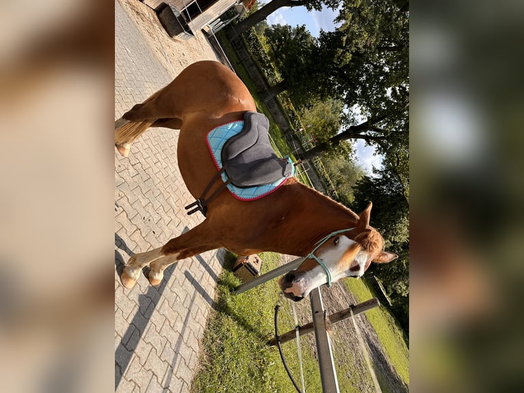 Galés-D Caballo castrado 4 años 147 cm Alazán in Melle