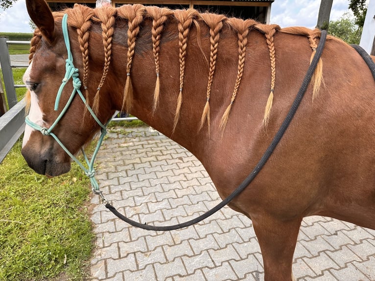 Galés-D Caballo castrado 4 años 147 cm Alazán in Melle