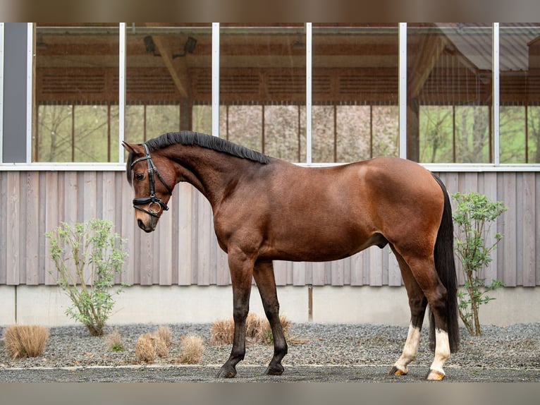 Galés-D Caballo castrado 4 años 148 cm Castaño in Fürth