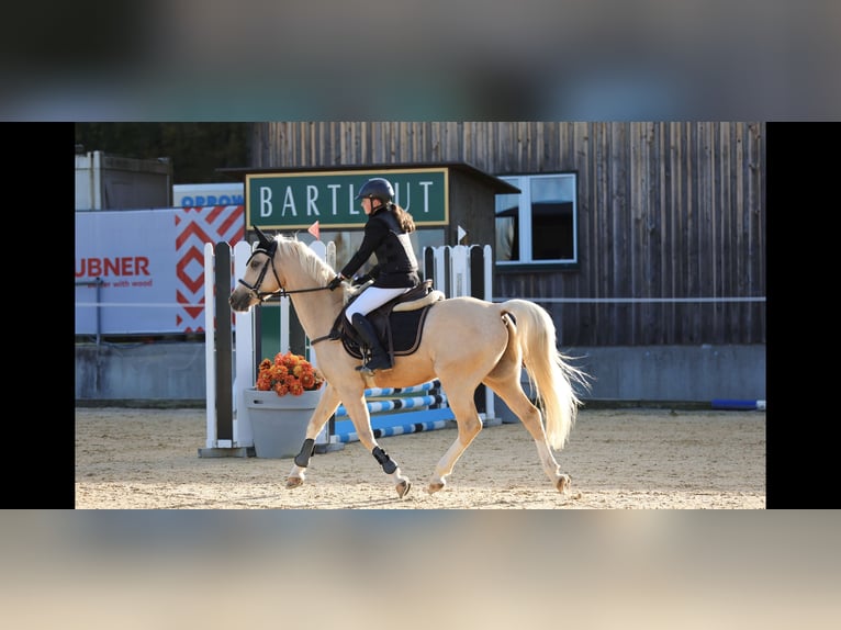 Galés-D Caballo castrado 4 años 148 cm Palomino in Schlins