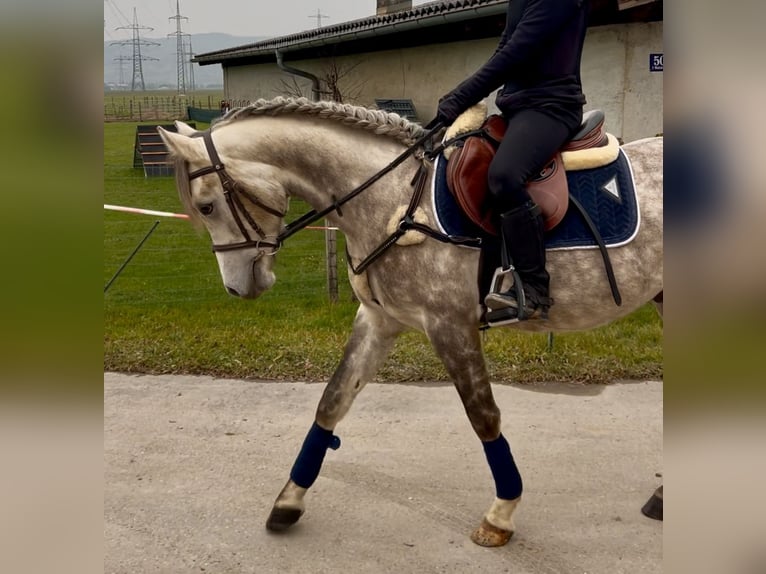 Galés-D Caballo castrado 4 años 148 cm Tordo rodado in Schlins